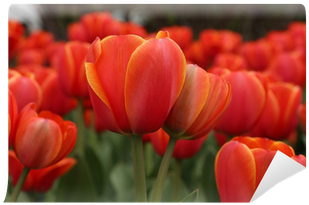 Spring Tulips In Full Bloom, Tulip Festival In Ottawa, - Sprenger's Tulip (400x400)