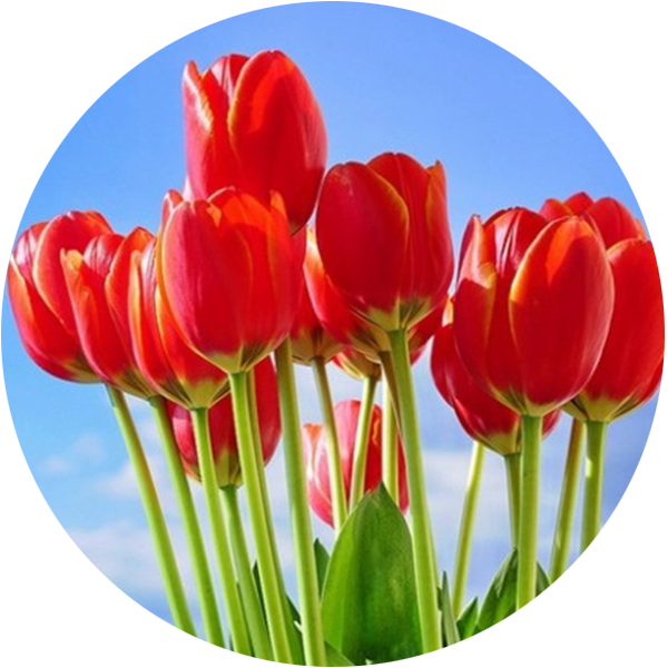 Орхидеи, Тюльпаны, Хризантемы, Эустомы - รวม ดอกไม้ สี แดง (600x600)