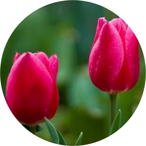 Spring Pictures For Kids (512x512)