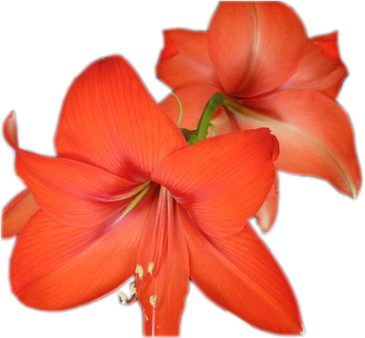 Hoa Va Qua - Hippeastrum (640x480)