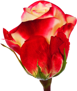 Proud - Garden Roses (420x339)
