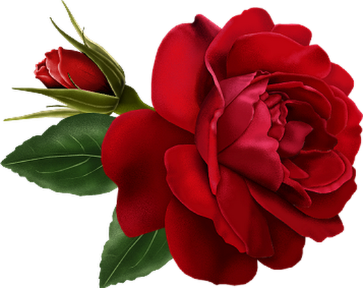Photo - Animated Rose (530x420)