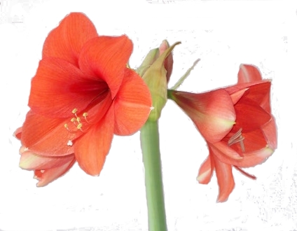 Peach Flower Clipart Amaryllis - Amaryllis Png (424x330)