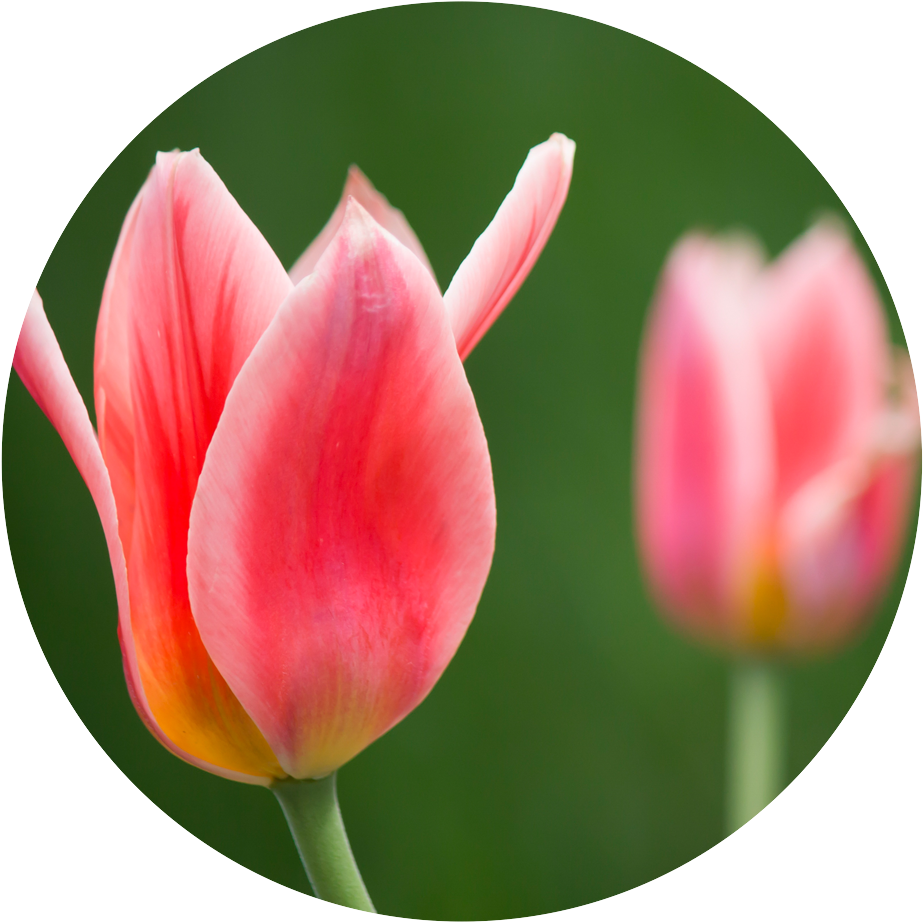 Springcircle2 - He Is Risen Happy Easter Quotes (1000x952)