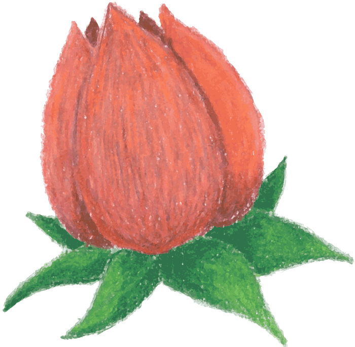 Rosebud - Flower Bud Clipart (700x685)