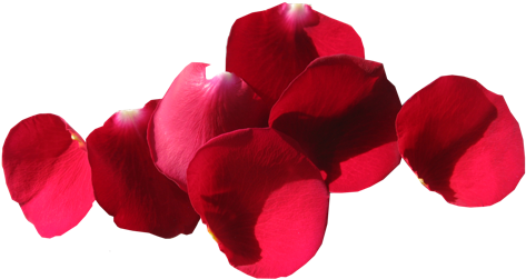 Past Sannyas Celebrations - Garden Roses (483x267)