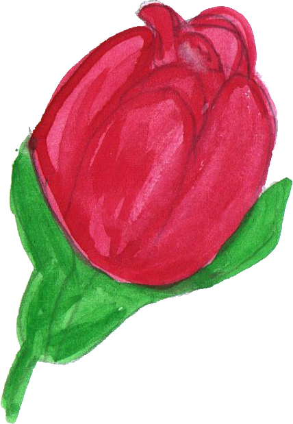 Free Download - Tulip (428x619)