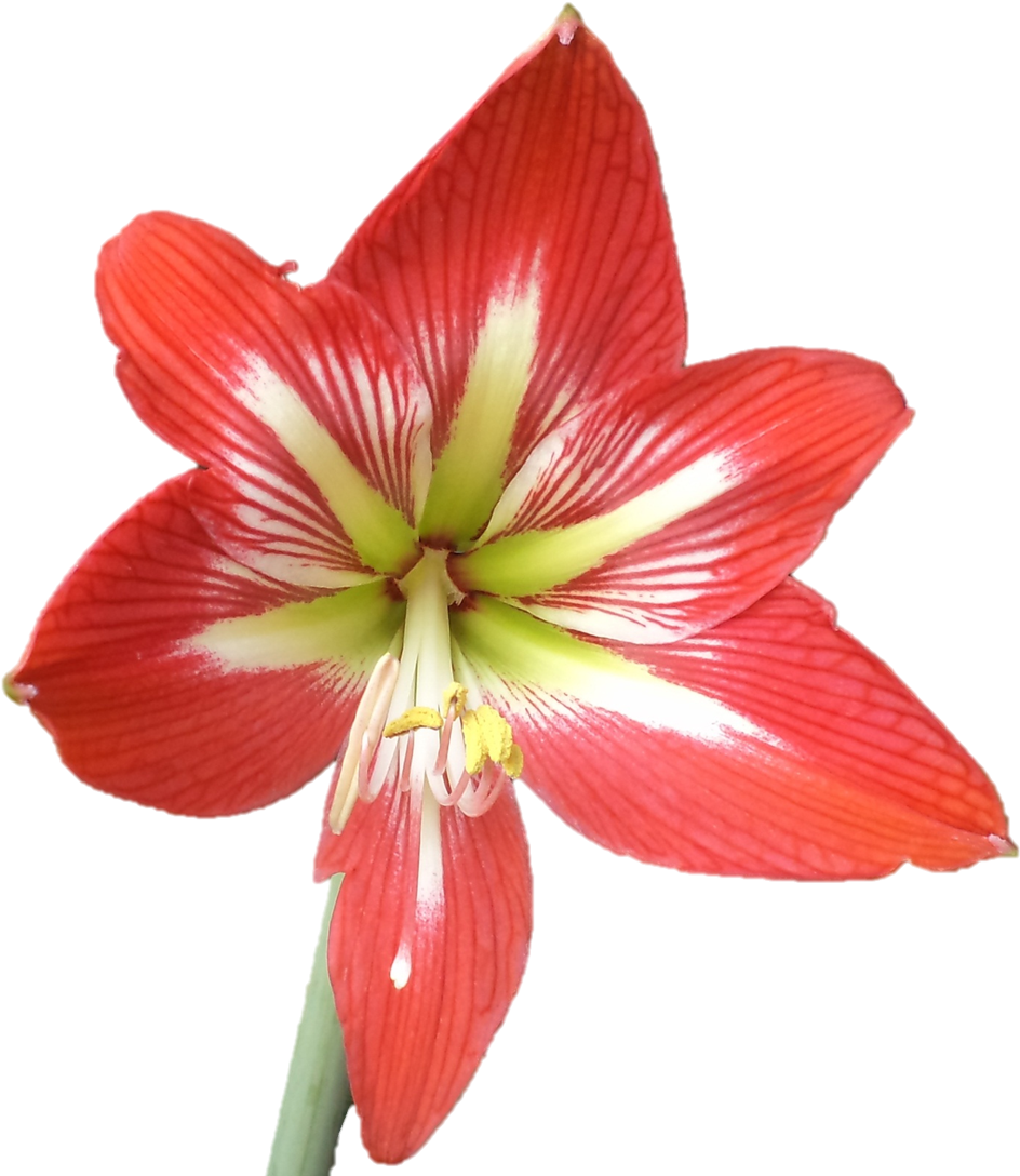 Sri Sarada Devi Textiles, Chrompet, Chennai-44 - Lily (968x1099)