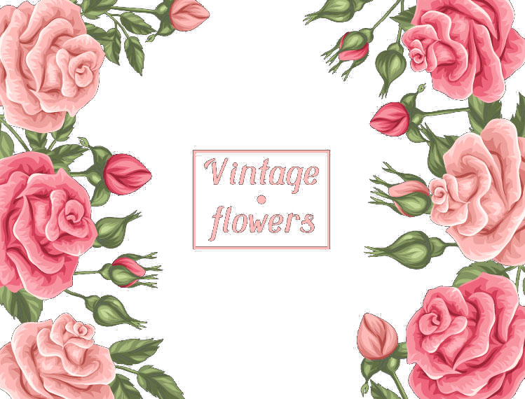 Beach Rose Garden Roses Pink Centifolia Roses - Roses Border Png (749x570)
