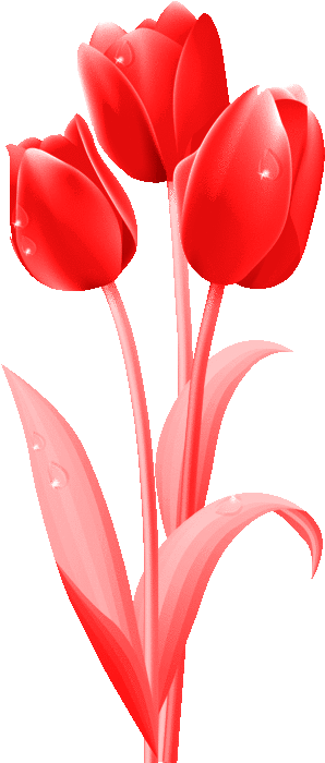 Изображение Для Плейкаста - Good Morning Images Flowers Tulip (334x699)