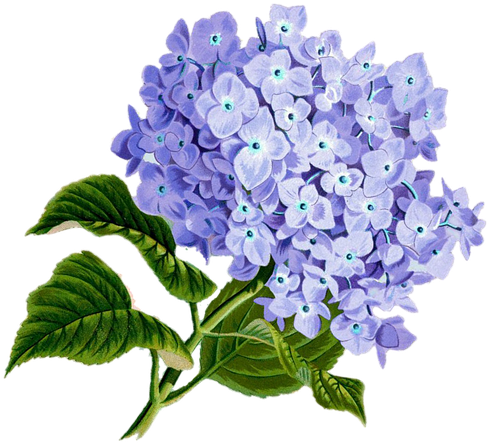 Flower, Purple, Plan, Pretty Vintage, Composition - 3drose 8 X 8 X 0.25 Inches Mouse Pad Blue Hydrangea (609x640)