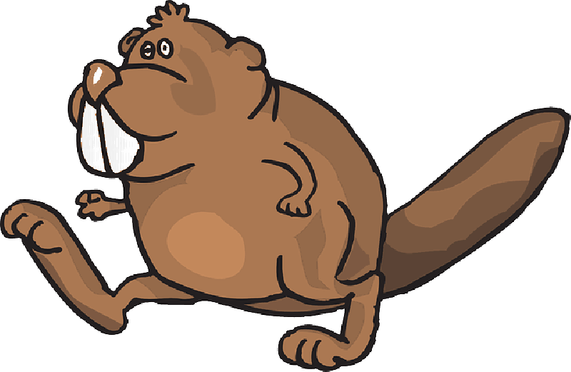 Going, Cartoon, Beaver, Art, Walking, Animal, Movement - Beaver Transparent (800x521)