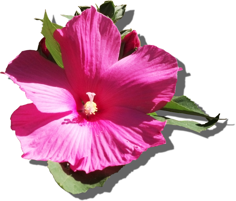 Mályvarózsa - Hawaiian Hibiscus (800x681)