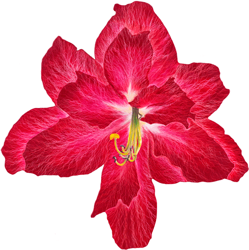 君子蘭iv - Art Museum (510x514)