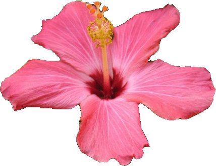 Contact The Geek - Computer (428x328)