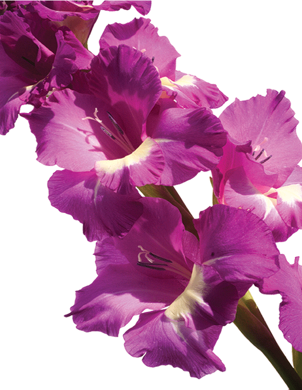 Gladiolus - Gladiolus (604x779)