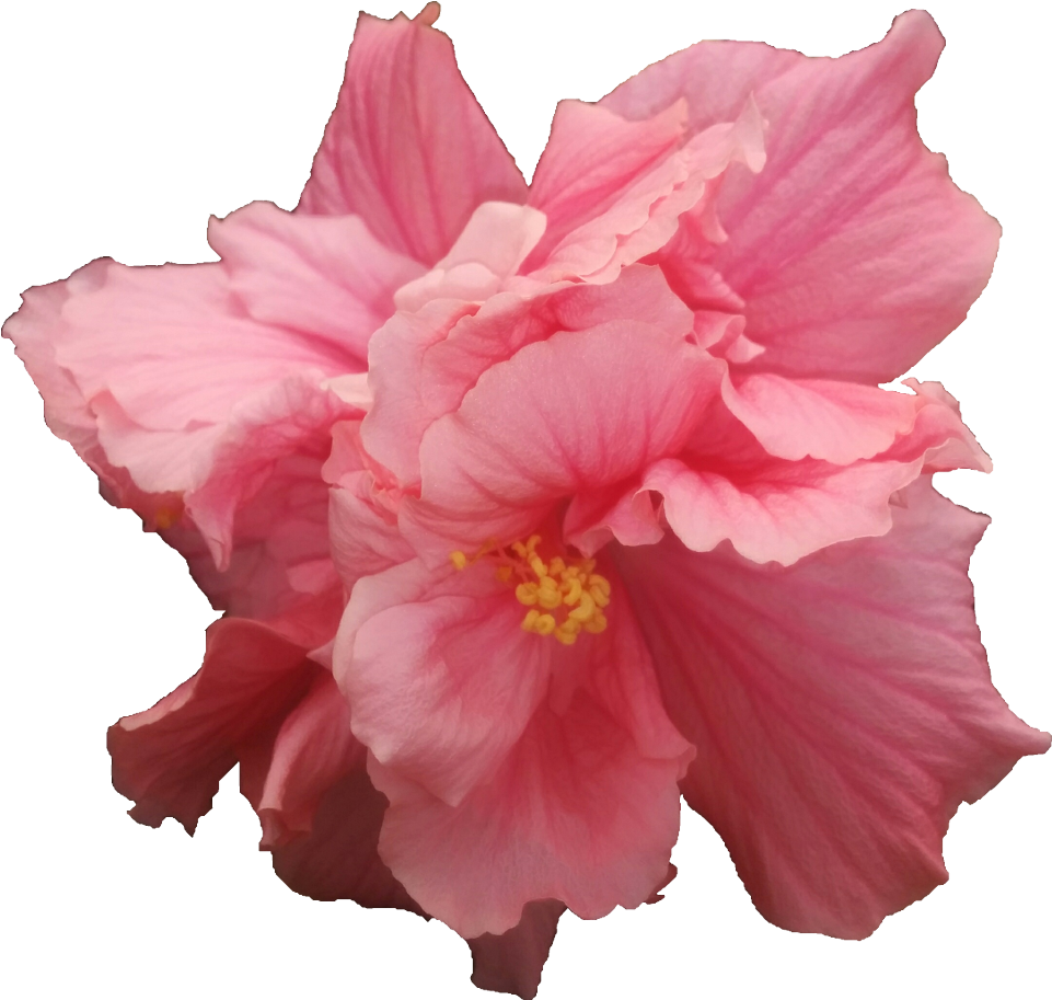 Zaragosa - Hawaiian Hibiscus (1000x1000)