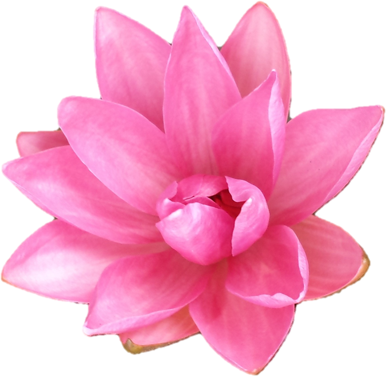 Belur Math Dahlia Hibiscus Indonesia Earth - Tropical Flower Transparent Background (827x794)