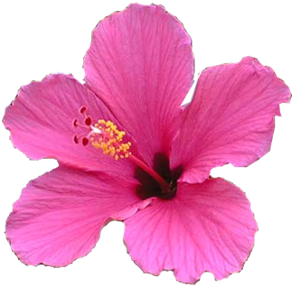 Tube A Gogo - Chinese Hibiscus (402x376)