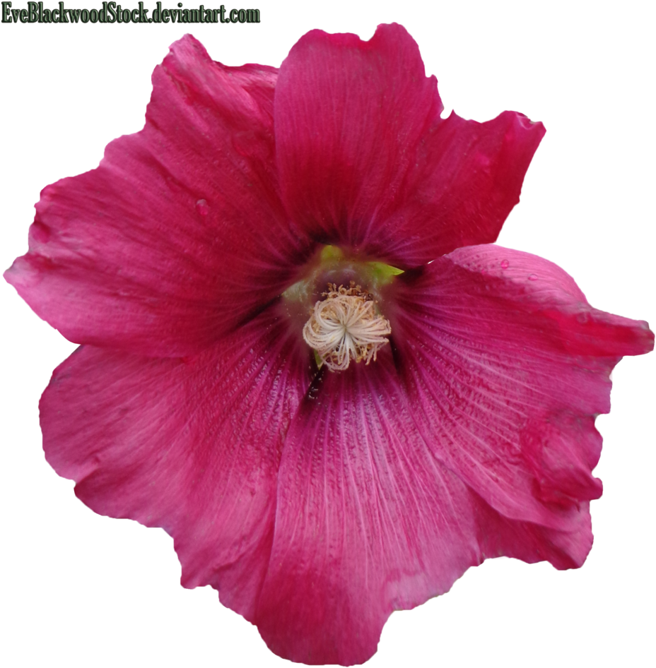 Dark Pink Hibiscus By Eveblackwoodstock Dark Pink Hibiscus - Hawaiian Hibiscus (1024x999)