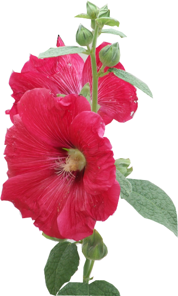 Tubes Fleurs - Img (350x582)