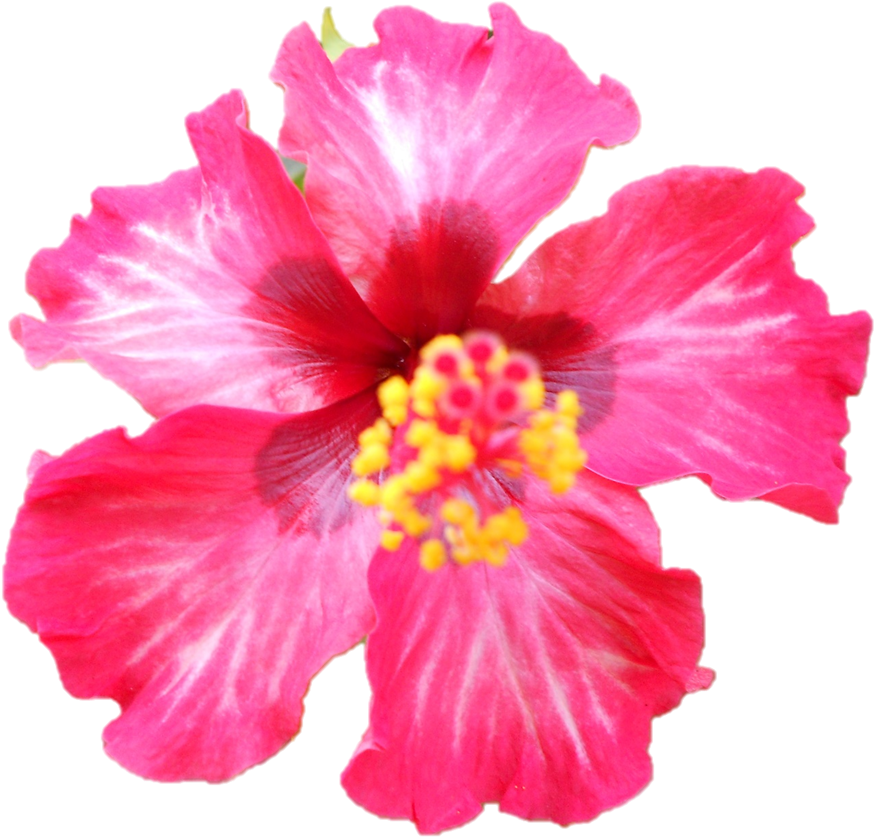 Darshan Of Sri Sarada Devi At Belur Math On - Chinese Hibiscus (890x867)