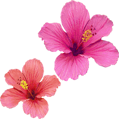 Hawaiian Hibiscus (500x500)