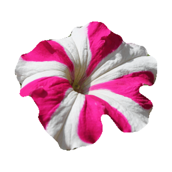 Flowers Sticker By Imoji - Petunia Flower (490x444)