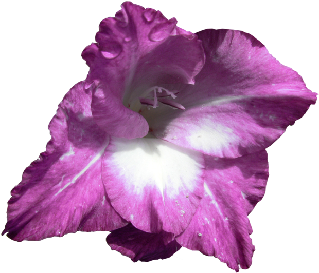 Purple Gladiolus - Gladiolus (700x569)
