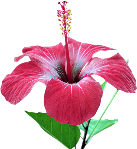 [ Img] - Flower (460x500)