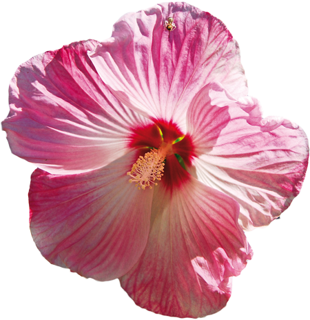 Kontakt & Anreise - Hawaiian Hibiscus (450x464)