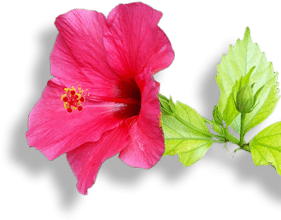 Tours - Pink Hibiscus (405x323)