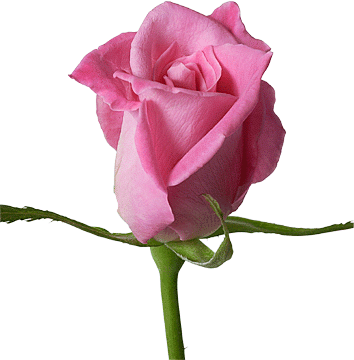 Lovely Pictures Of Single Roses Best Greetings Beautiful - Single Pink Rose Flower (354x360)