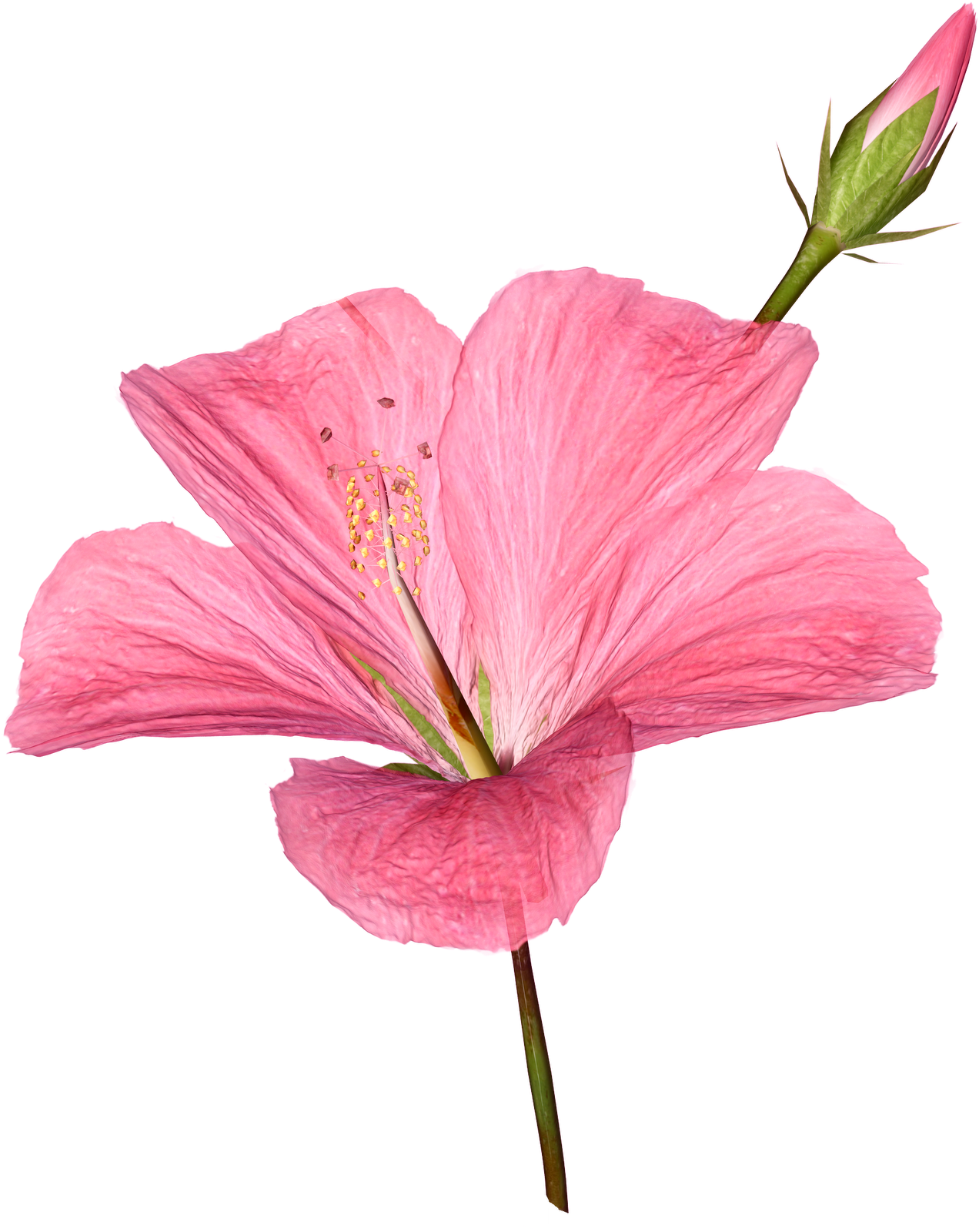 Flower Pictures - Kinh Pháp Cú 4 (1272x1600)