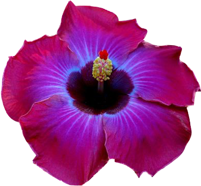 Цветы Гибискуса На Прозрачном Фоне - #flowers Unique (453x390)