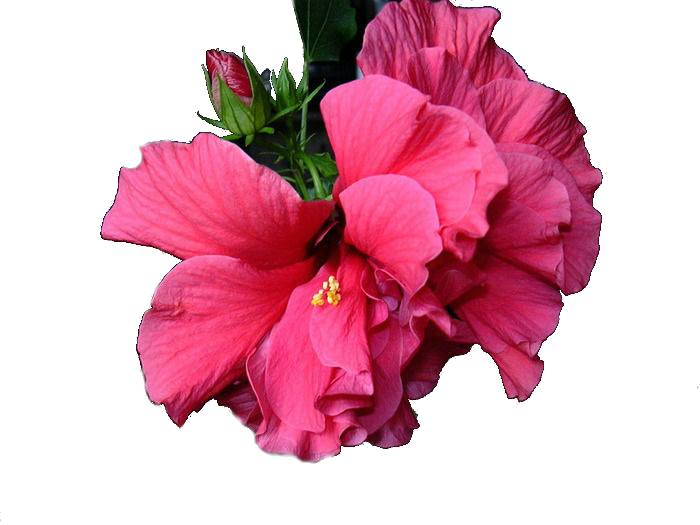 1 (700x525, 478kb) - Hawaiian Hibiscus (700x525)