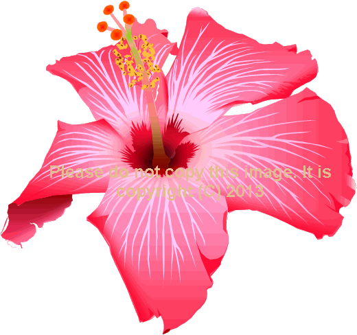 015 Pink Hibiscus - Chinese Hibiscus (537x512)