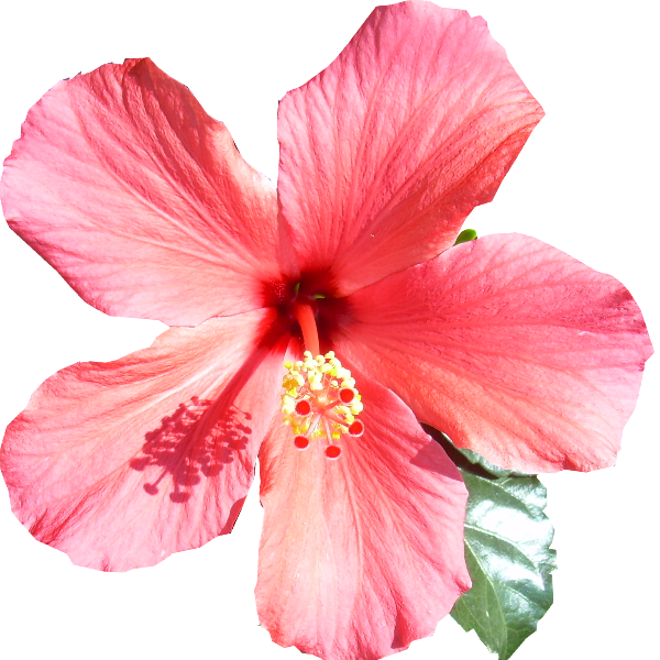 Blüte6 Blüte7 Blüte8 Blüte Blüte4 - Chinese Hibiscus (600x600)