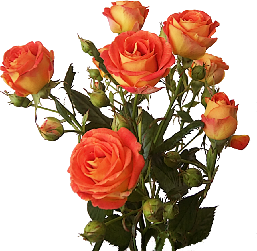 Bunch Of Roses Png By Olgacherkasova On Deviantart - Rose Flowers Hd Png (900x921)