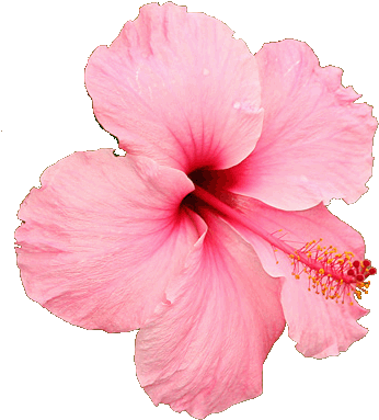 Anuncios - Sweet Pink Hibiscus Hardy Flower Seeds (400x400)