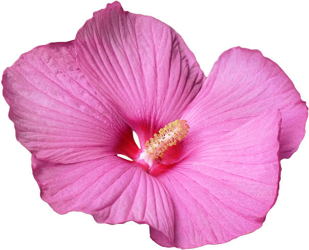 Pink And Purple Hibiscus - Hibiskusblüte Png (650x520)