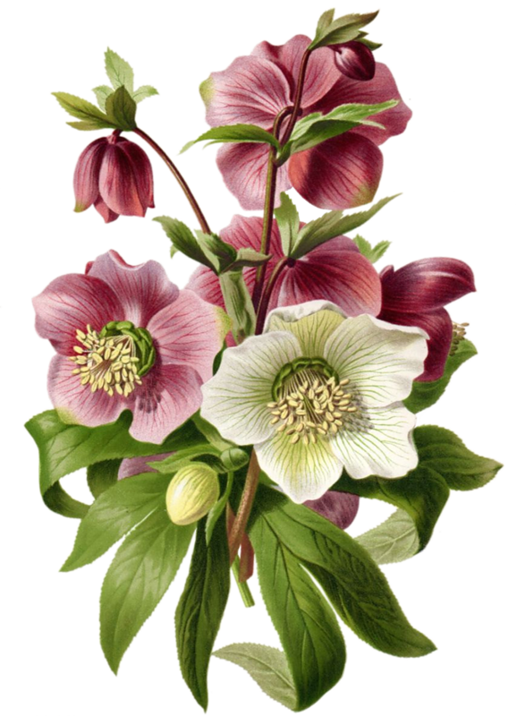 Stitch Shopcross Stitch Freefree Cross Stitch Patternscross - Botanical Vintage Prints (578x800)