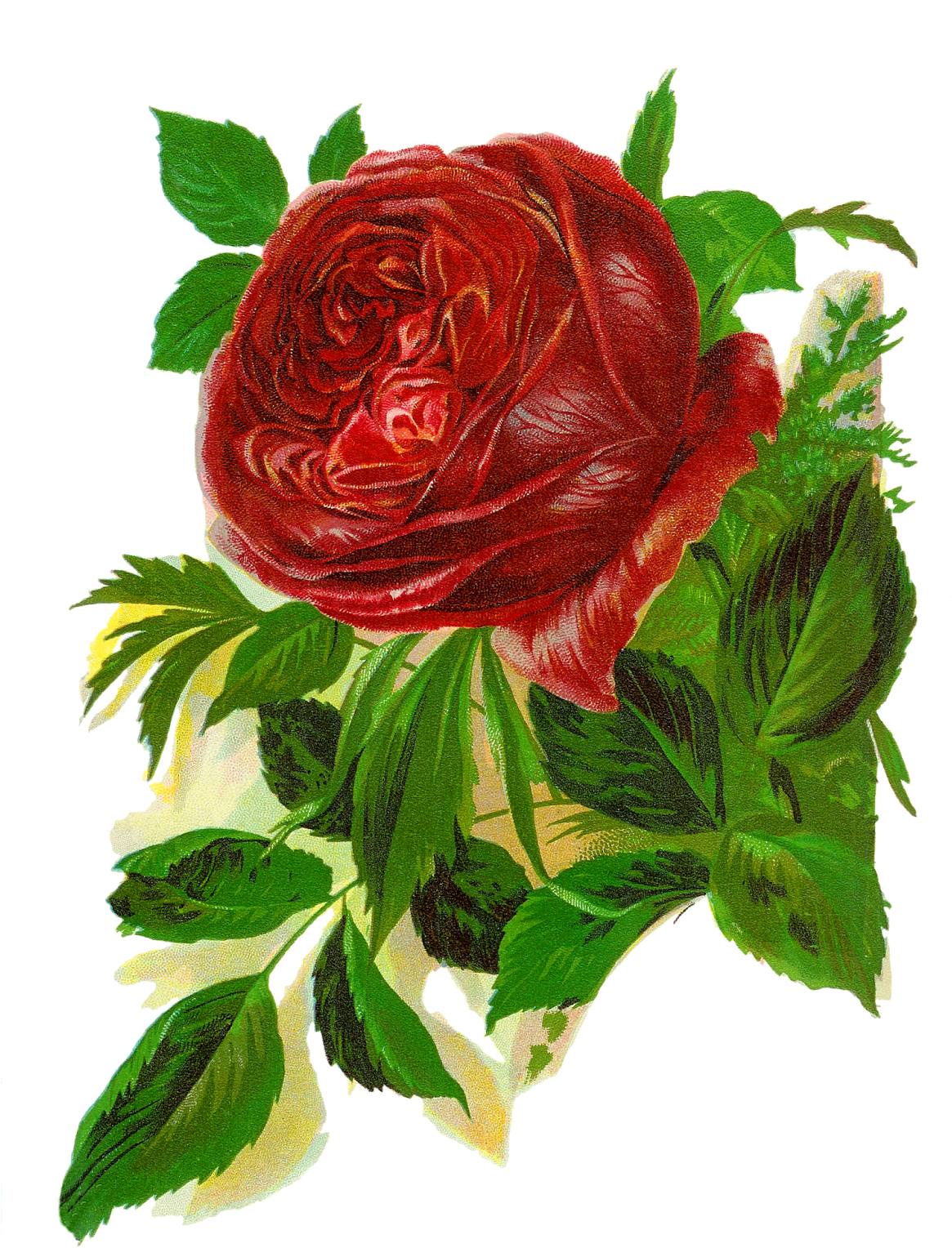 Isn't This Rose Image Amazing This Is Wonderfully Beautiful - Red Rose Vintage Clipart (1238x1600)