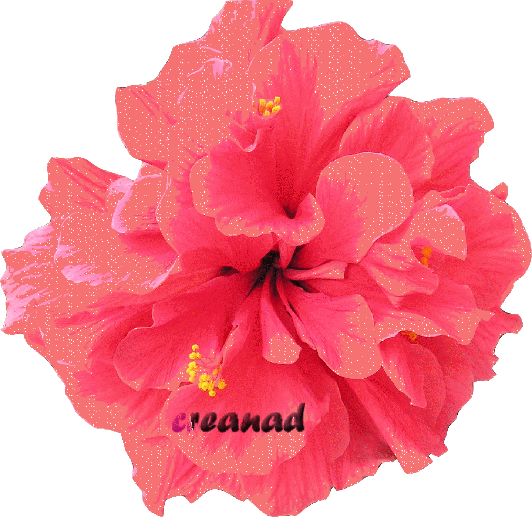 Hawaiian Hibiscus (532x517)
