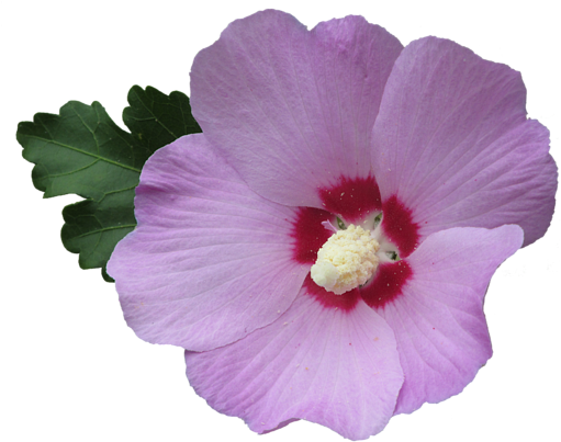 Click And Drag To Re-position The Image, If Desired - Rose Of Sharon Png (600x450)