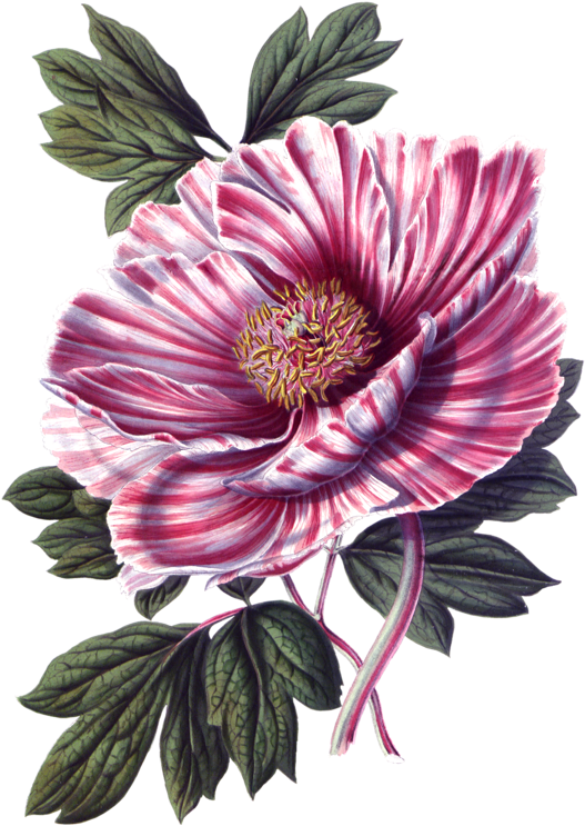 Фото, Автор ✿lili@ ✿ На Яндекс - Vintage Floral V Poster Print By Stephanie Monahan (640x800)