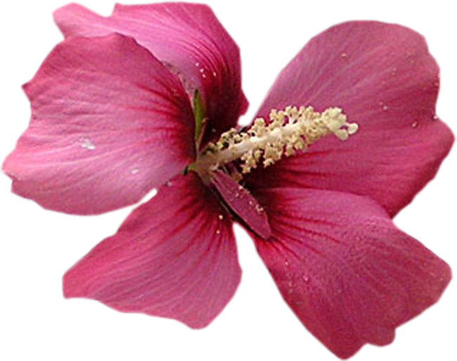 Скрап Набор " Цвет Весны " - Chinese Hibiscus (650x513)