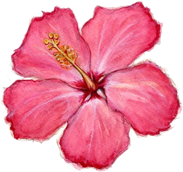 Hawaiian Hibiscus (392x373)
