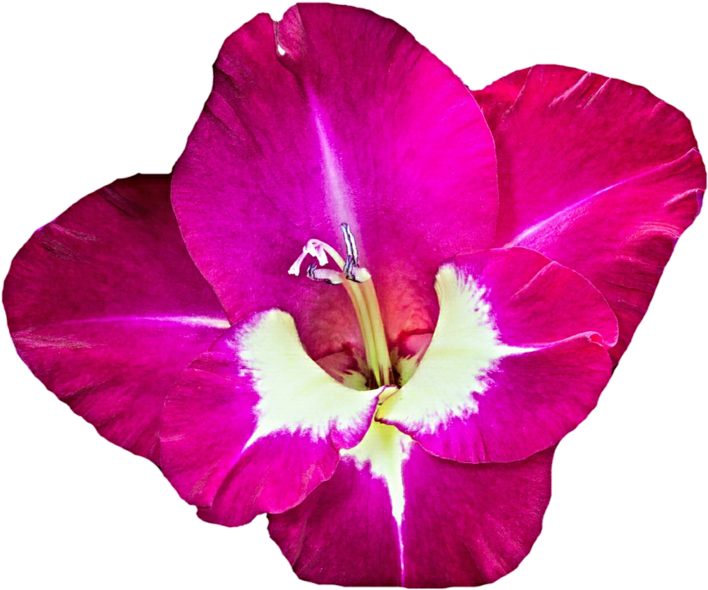 Gorgeous Gladiolus By Jeanicebartzen27 Gorgeous Gladiolus - Gladiolus Clipart Png (1024x865)