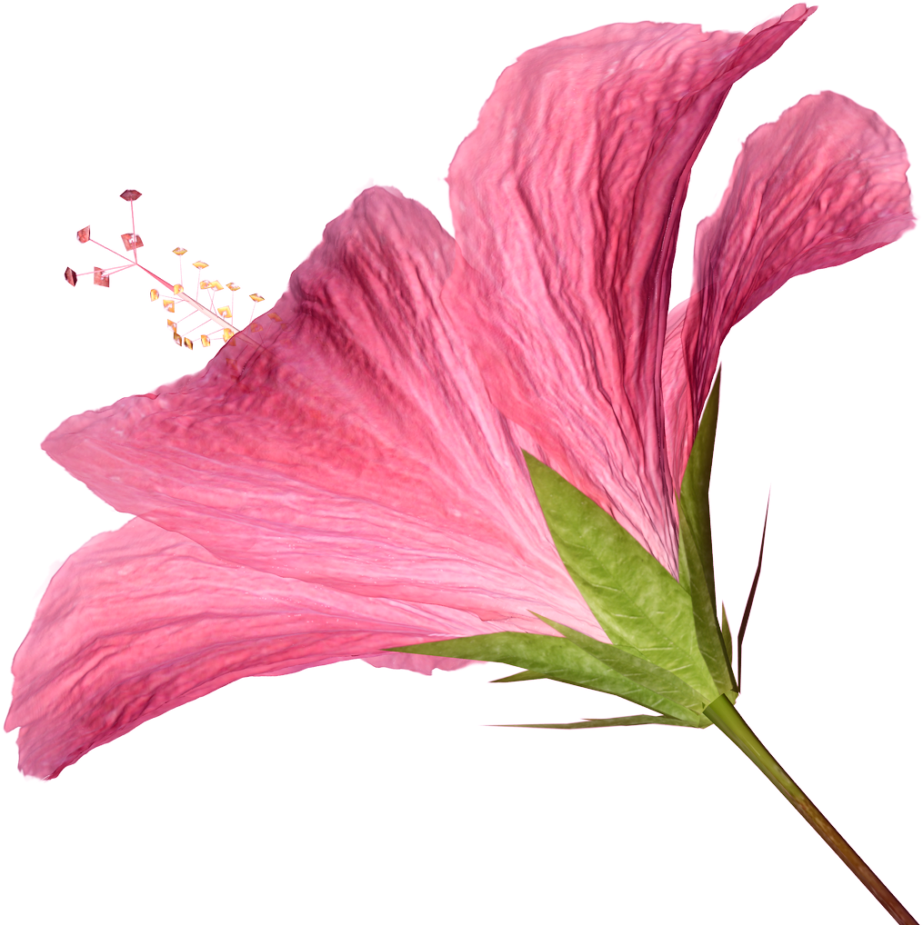 Flower Pictures - Clip Art (1015x1018)